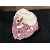 Image 6 : Weathered Spondylus Valve aka Spiny Oyster 8" x 5" x 4"H