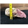 Image 9 : Weathered Spondylus Valve aka Spiny Oyster 8" x 5" x 4"H