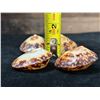 Image 10 : Qty 4 Polished Turtle Limpet Sea Shells, Misc Sizes