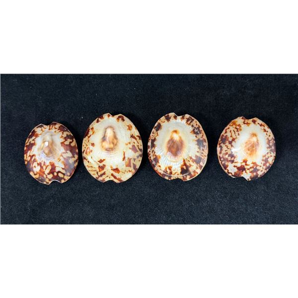 Qty 4 Polished Turtle Limpet Sea Shells, Misc Sizes