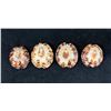 Image 1 : Qty 4 Polished Turtle Limpet Sea Shells, Misc Sizes