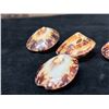 Image 8 : Qty 4 Polished Turtle Limpet Sea Shells, Misc Sizes