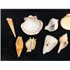Image 10 : Multiple Small Sea Shells, Misc Types & Sizes