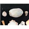 Image 11 : Multiple Small Sea Shells, Misc Types & Sizes