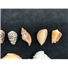 Image 12 : Multiple Small Sea Shells, Misc Types & Sizes