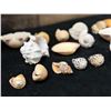 Image 13 : Multiple Small Sea Shells, Misc Types & Sizes