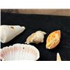 Image 15 : Multiple Small Sea Shells, Misc Types & Sizes