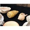 Image 16 : Multiple Small Sea Shells, Misc Types & Sizes
