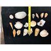 Image 18 : Multiple Small Sea Shells, Misc Types & Sizes