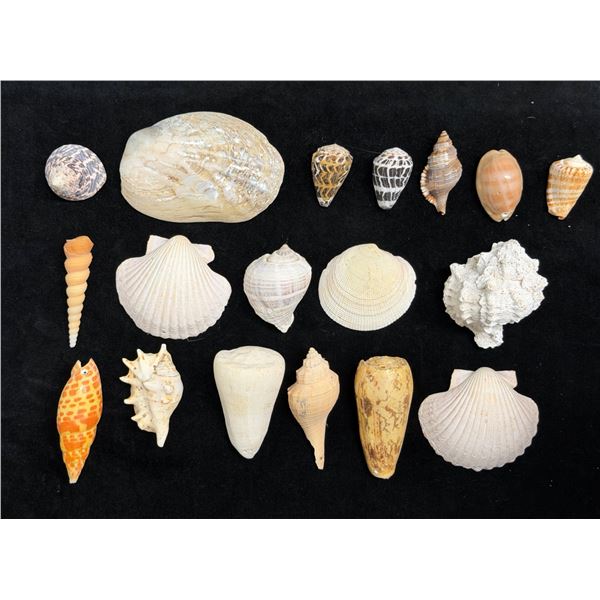Multiple Small Sea Shells, Misc Types & Sizes