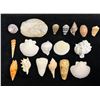 Image 1 : Multiple Small Sea Shells, Misc Types & Sizes