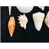 Image 2 : Multiple Small Sea Shells, Misc Types & Sizes