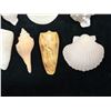 Image 3 : Multiple Small Sea Shells, Misc Types & Sizes