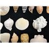 Image 4 : Multiple Small Sea Shells, Misc Types & Sizes