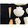 Image 5 : Multiple Small Sea Shells, Misc Types & Sizes