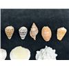 Image 7 : Multiple Small Sea Shells, Misc Types & Sizes