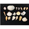 Image 8 : Multiple Small Sea Shells, Misc Types & Sizes