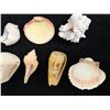 Image 9 : Multiple Small Sea Shells, Misc Types & Sizes