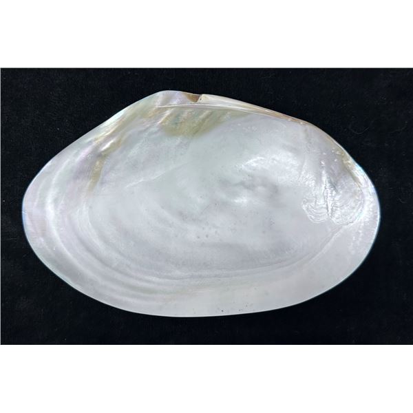 Large Mother of Pearl Abalone Shell 8" x 4.5"