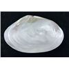 Image 1 : Large Mother of Pearl Abalone Shell 8" x 4.5"