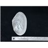 Image 6 : Large Mother of Pearl Abalone Shell 8" x 4.5"