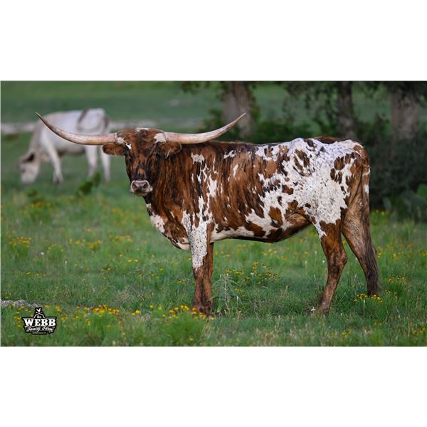 WFF Lacey Tuff Chex