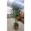 Image 4 : Artificial Ficus Tree with Ivy in Decorative Brown Planter 7' Tall