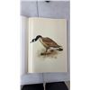Image 3 : Paintings By J. F. Landsdowne Birds of the Northern Forest. 56 Beautiful Colored Plates Great For