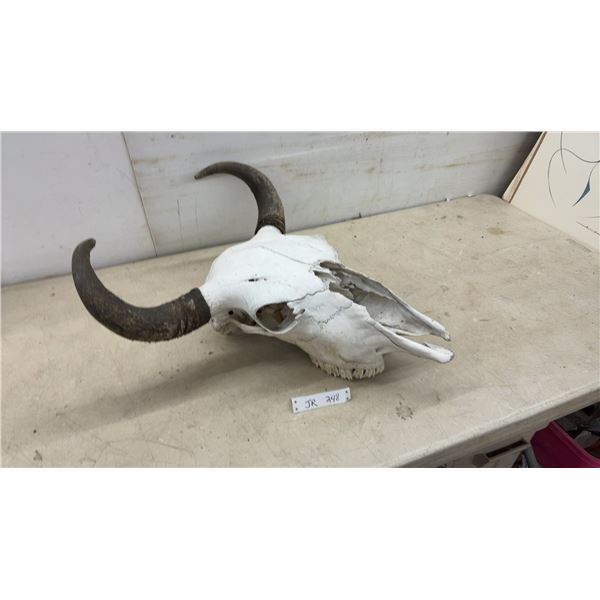 Buffalo Skull with Natural Curved Horns, Approximately 26 x 22"