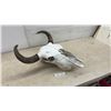 Image 1 : Buffalo Skull with Natural Curved Horns, Approximately 26 x 22"