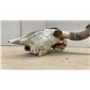 Image 3 : Buffalo Skull with Natural Curved Horns, Approximately 26 x 22"