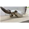 Image 4 : Buffalo Skull with Natural Curved Horns, Approximately 26 x 22"