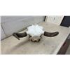 Image 5 : Buffalo Skull with Natural Curved Horns, Approximately 26 x 22"