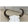 Image 6 : Buffalo Skull with Natural Curved Horns, Approximately 26 x 22"