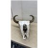 Image 7 : Buffalo Skull with Natural Curved Horns, Approximately 26 x 22"