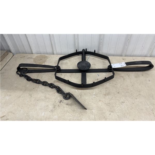 Large Steel Bear Trap with Hexagonal Spiked Jaws, Chain, 43" Spring to Spring, 18" Jaw Width