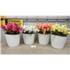 Image 1 : Set of Four Artificial Tulip Arrangements in White Ribbed Pots, Pink, White, Peach, Yellow