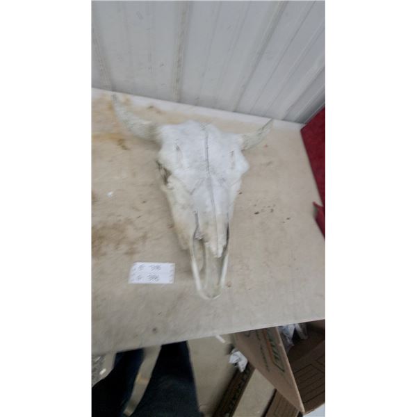 Buffalo Skull