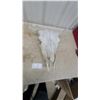 Image 1 : Buffalo Skull