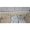 Image 2 : Buffalo Skull