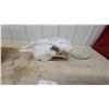 Image 6 : Buffalo Skull