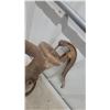 Image 2 : Antique Cast Iron Hand Water Pitcher Pump