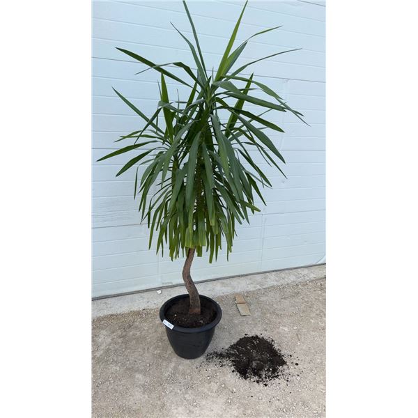 Yucca Elephantipes Spineless Plant in Black Plastic Planter Pot