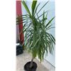 Image 2 : Yucca Elephantipes Spineless Plant in Black Plastic Planter Pot