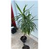 Image 3 : Yucca Elephantipes Spineless Plant in Black Plastic Planter Pot