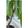 Image 4 : Yucca Elephantipes Spineless Plant in Black Plastic Planter Pot