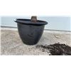 Image 5 : Yucca Elephantipes Spineless Plant in Black Plastic Planter Pot