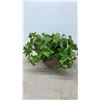 Image 4 : Collection of Decorative Vases with Artificial Flowers and Greenery