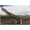 Image 10 : Approx 1000 Cords of White Ash/West Coast Timbers. Quantity is estimated - bid accordingly.
