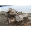 Image 11 : Approx 1000 Cords of White Ash/West Coast Timbers. Quantity is estimated - bid accordingly.